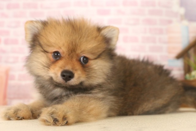 広島県のポメラニアン (Coo&RIKU東広島店/2025年6月8日生まれ/男の子/オレンジセーブル)の子犬の3枚目の画像
