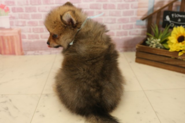 広島県のポメラニアン (Coo&RIKU東広島店/2025年6月8日生まれ/男の子/オレンジセーブル)の子犬の4枚目の画像