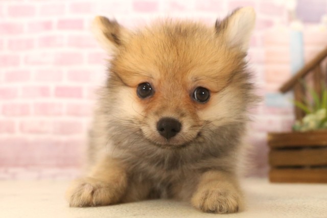 山口県のポメラニアン (Coo&RIKUシーモール下関店/2025年6月8日生まれ/男の子/オレンジセーブル)の子犬の1枚目の画像