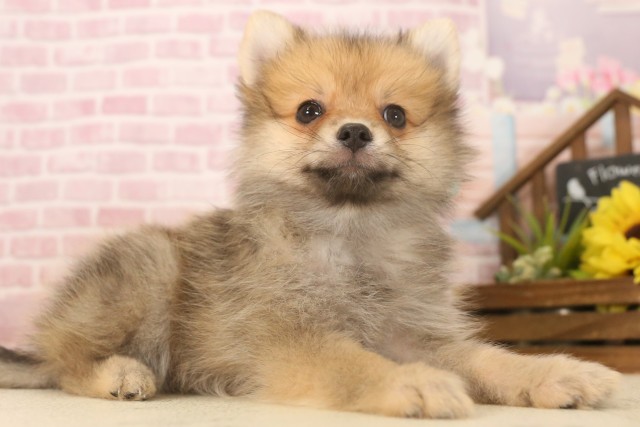 山口県のポメラニアン (Coo&RIKUシーモール下関店/2025年6月8日生まれ/男の子/オレンジセーブル)の子犬の2枚目の画像