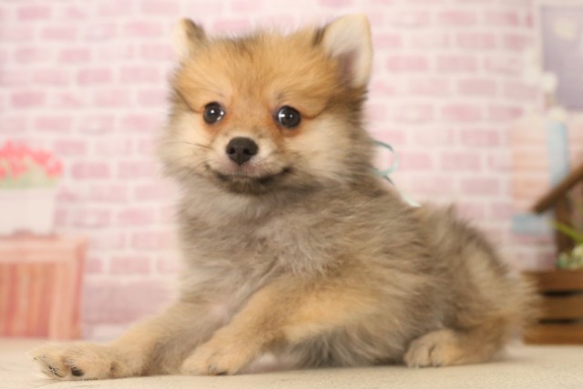 山口県のポメラニアン (Coo&RIKUシーモール下関店/2025年6月8日生まれ/男の子/オレンジセーブル)の子犬の3枚目の画像
