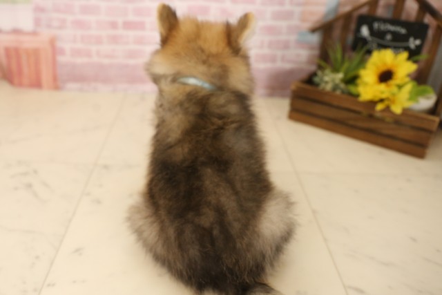 山口県のポメラニアン (Coo&RIKUシーモール下関店/2025年6月8日生まれ/男の子/オレンジセーブル)の子犬の4枚目の画像