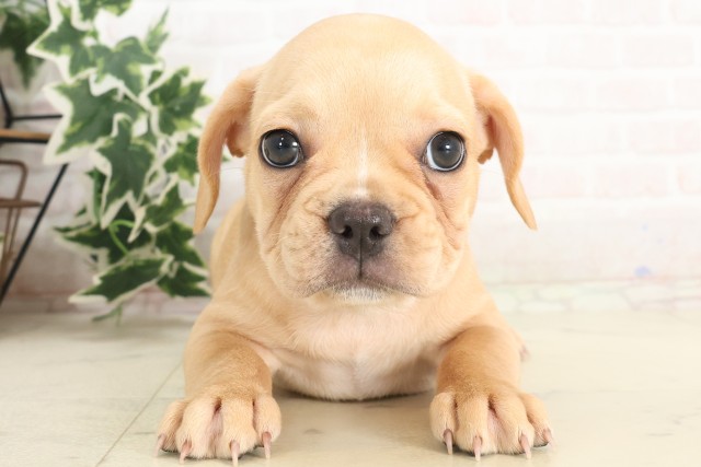 島根県のフレンチブルドッグ (Coo&RIKU出雲店/2025年6月5日生まれ/女の子/クリーム)の子犬の1枚目の画像
