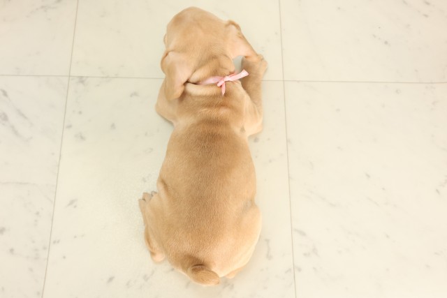 島根県のフレンチブルドッグ (Coo&RIKU出雲店/2025年6月5日生まれ/女の子/クリーム)の子犬の4枚目の画像