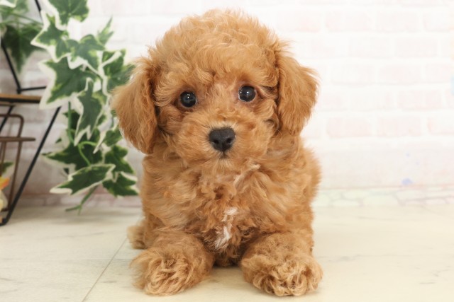 広島県のトイプードル(トイ) (Coo&RIKU東広島店/2025年6月8日生まれ/男の子/アプリコット)の子犬の1枚目の画像