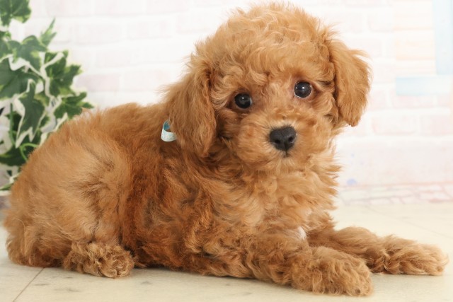 広島県のトイプードル(トイ) (Coo&RIKU東広島店/2025年6月8日生まれ/男の子/アプリコット)の子犬の2枚目の画像