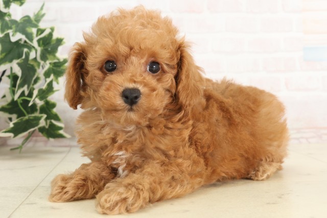 広島県のトイプードル(トイ) (Coo&RIKU東広島店/2025年6月8日生まれ/男の子/アプリコット)の子犬の3枚目の画像