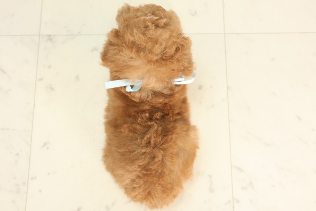 広島県のトイプードル(トイ) (Coo&RIKU東広島店/2025年6月8日生まれ/男の子/アプリコット)の子犬の4枚目の画像