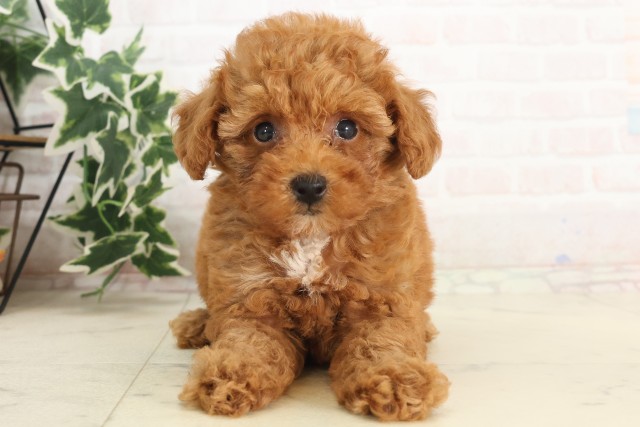 島根県のトイプードル(トイ) (Coo&RIKU出雲店/2025年6月8日生まれ/女の子/アプリコット)の子犬