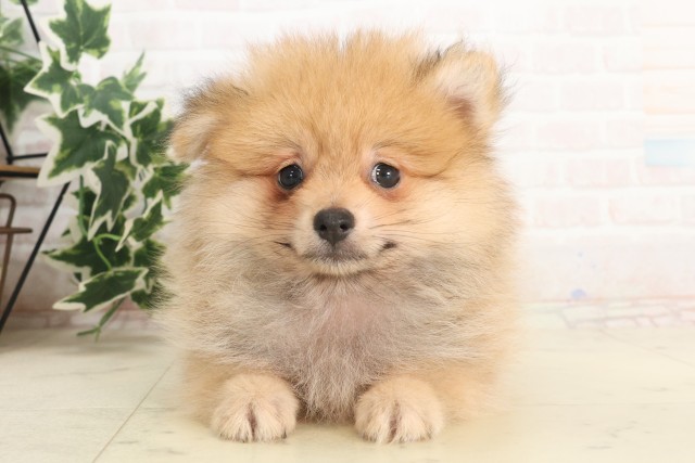 福岡県のポメラニアン (Coo&RIKU黒崎店/2025年6月8日生まれ/男の子/オレンジ)の子犬の1枚目の画像