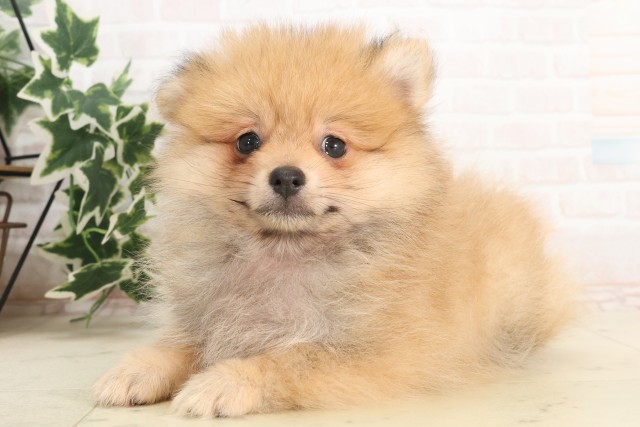 福岡県のポメラニアン (Coo&RIKU黒崎店/2025年6月8日生まれ/男の子/オレンジ)の子犬の3枚目の画像