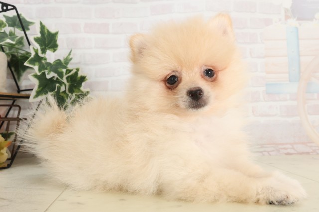愛媛県のポメラニアン (Coo&RIKU愛媛松山店/2025年6月8日生まれ/男の子/クリーム)の子犬の2枚目の画像