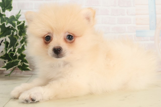 愛媛県のポメラニアン (Coo&RIKU愛媛松山店/2025年6月8日生まれ/男の子/クリーム)の子犬の3枚目の画像