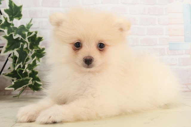 福岡県のポメラニアン (Coo&RIKU大牟田店/2025年6月8日生まれ/男の子/クリーム)の子犬の3枚目の画像