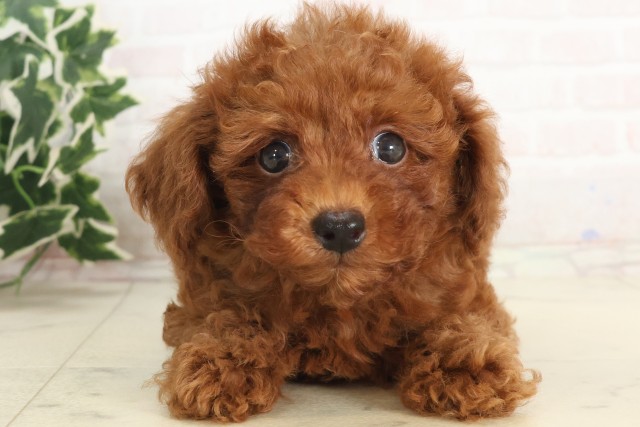 山口県のトイプードル(トイ) (Coo&RIKUシーモール下関店/2025年6月8日生まれ/男の子/アプリコット)の子犬の1枚目の画像