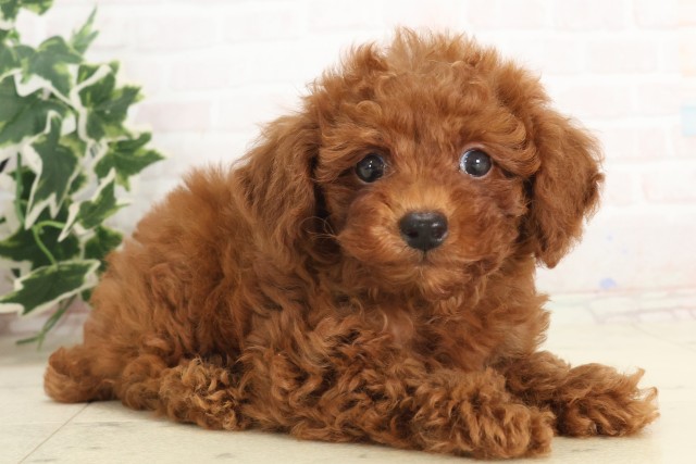 山口県のトイプードル(トイ) (Coo&RIKUシーモール下関店/2025年6月8日生まれ/男の子/アプリコット)の子犬の2枚目の画像