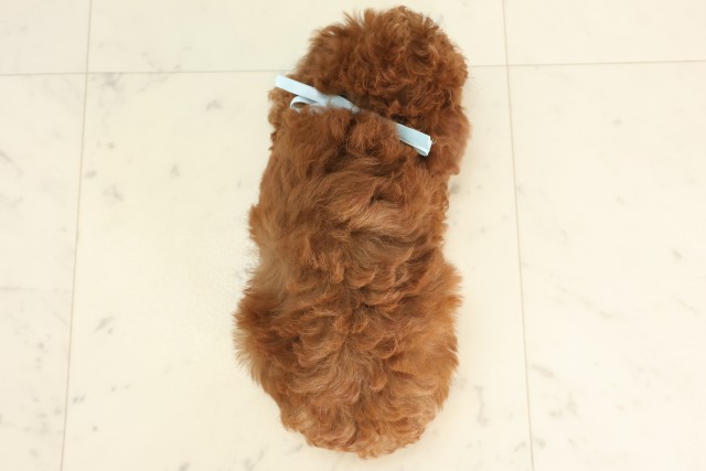 山口県のトイプードル(トイ) (Coo&RIKUシーモール下関店/2025年6月8日生まれ/男の子/アプリコット)の子犬の4枚目の画像