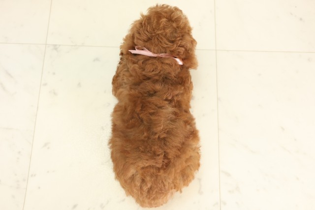 山口県のトイプードル(トイ) (Coo&RIKUシーモール下関店/2025年6月8日生まれ/女の子/アプリコット)の子犬の4枚目の画像