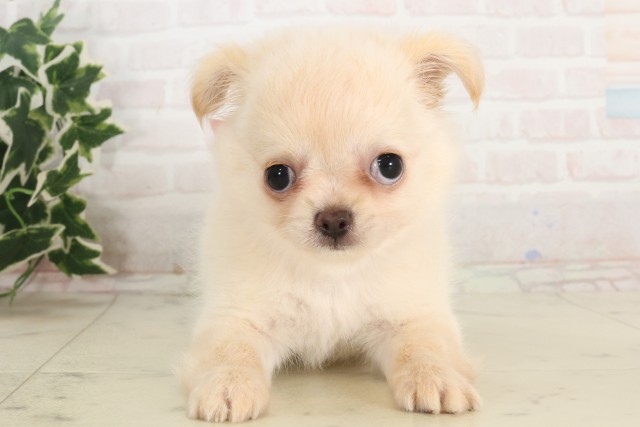 広島県のチワワ(ロング) (Coo&RIKU福山店/2025年6月4日生まれ/女の子/クリーム)の子犬の1枚目の画像