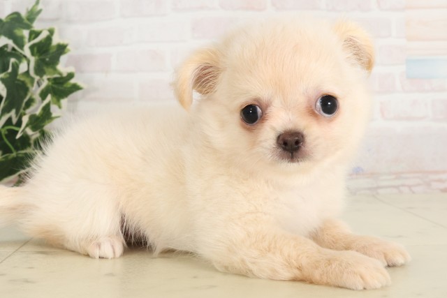 広島県のチワワ(ロング) (Coo&RIKU福山店/2025年6月4日生まれ/女の子/クリーム)の子犬の2枚目の画像