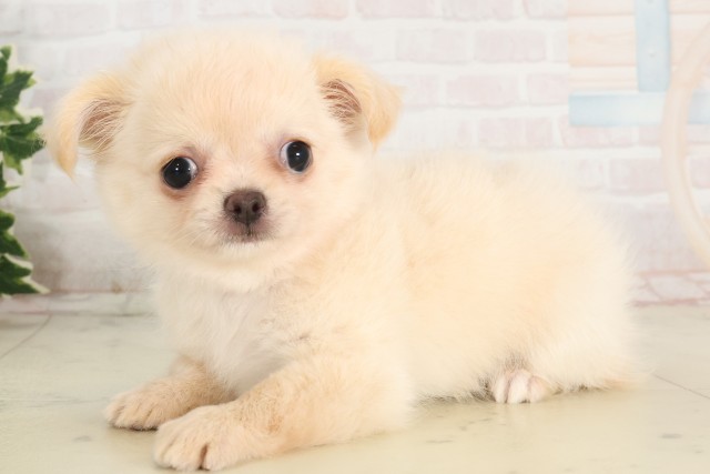 広島県のチワワ(ロング) (Coo&RIKU福山店/2025年6月4日生まれ/女の子/クリーム)の子犬の3枚目の画像