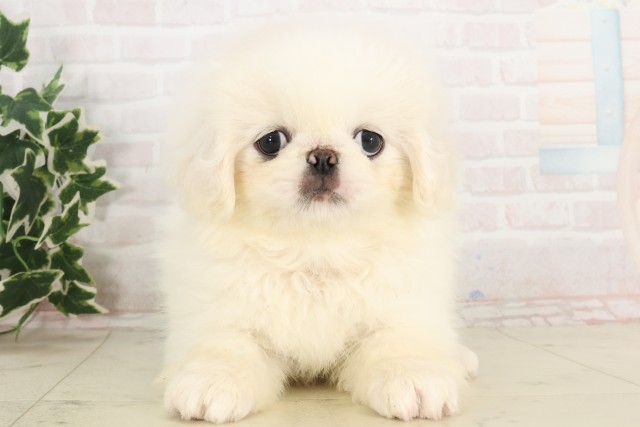 広島県のペキニーズ (Coo&RIKU福山店/2025年6月4日生まれ/女の子/クリーム)の子犬の1枚目の画像