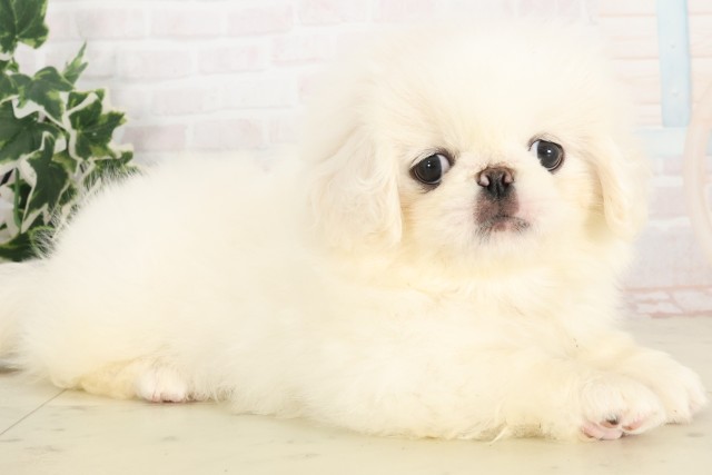 広島県のペキニーズ (Coo&RIKU福山店/2025年6月4日生まれ/女の子/クリーム)の子犬の2枚目の画像