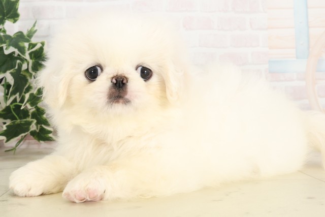 広島県のペキニーズ (Coo&RIKU福山店/2025年6月4日生まれ/女の子/クリーム)の子犬の3枚目の画像