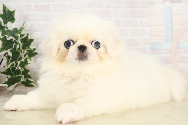 高知県のペキニーズ (Coo&RIKU高知御座店/2025年6月4日生まれ/女の子/クリーム)の子犬の3枚目の画像