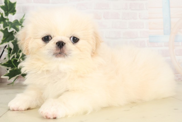 福岡県のペキニーズ (Coo&RIKUフォレストシティ春日店/2025年6月4日生まれ/女の子/クリーム)の子犬の3枚目の画像