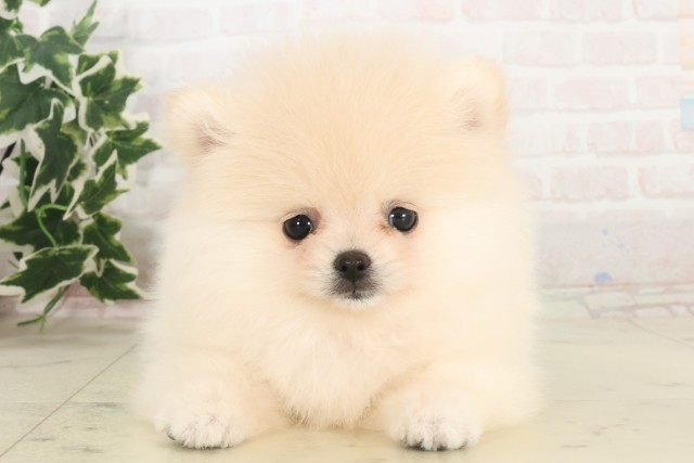 福島県のポメラニアン (Coo&RIKU福島店/2025年6月6日生まれ/女の子/クリーム)の子犬
