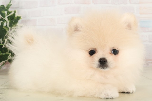福島県のポメラニアン (Coo&RIKU福島店/2025年6月6日生まれ/女の子/クリーム)の子犬の2枚目の画像