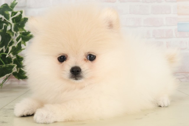 福島県のポメラニアン (Coo&RIKU福島店/2025年6月6日生まれ/女の子/クリーム)の子犬の3枚目の画像