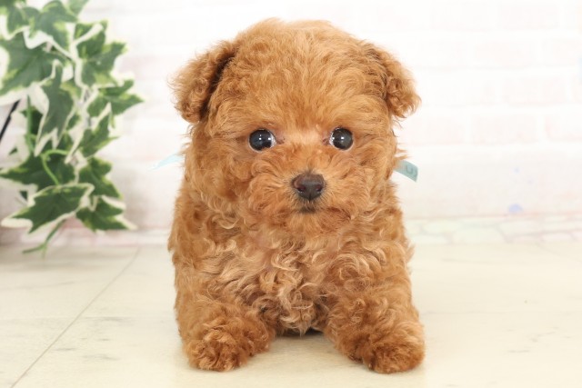 島根県のティーカッププードル (Coo&RIKU出雲店/2025年6月6日生まれ/男の子/レッド)の子犬の1枚目の画像