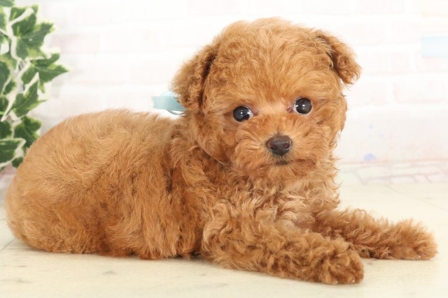 島根県のティーカッププードル (Coo&RIKU出雲店/2025年6月6日生まれ/男の子/レッド)の子犬の2枚目の画像