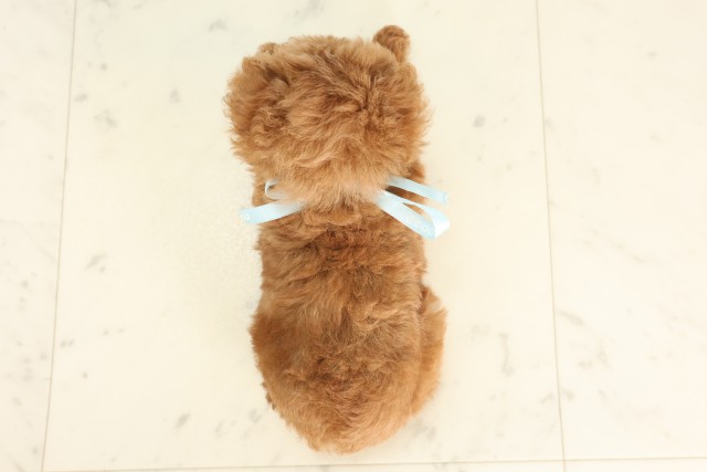 島根県のティーカッププードル (Coo&RIKU出雲店/2025年6月6日生まれ/男の子/レッド)の子犬の4枚目の画像