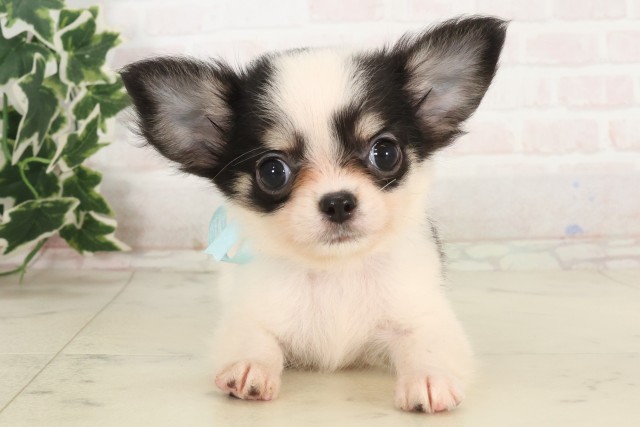 広島県のチワワ(ロング) (Coo&RIKU福山店/2025年6月7日生まれ/男の子/ホワイトタンブラック)の子犬の1枚目の画像