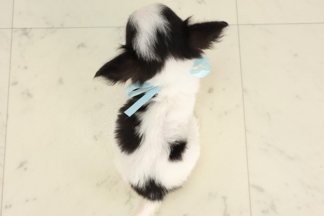 広島県のチワワ(ロング) (Coo&RIKU福山店/2025年6月7日生まれ/男の子/ホワイトタンブラック)の子犬の4枚目の画像