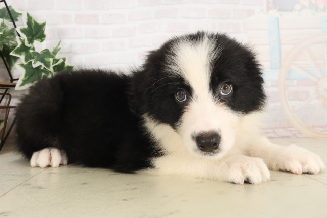 広島県のボーダーコリー (Coo&RIKU東広島店/2025年6月8日生まれ/男の子/ブラックホワイト)の子犬の2枚目の画像