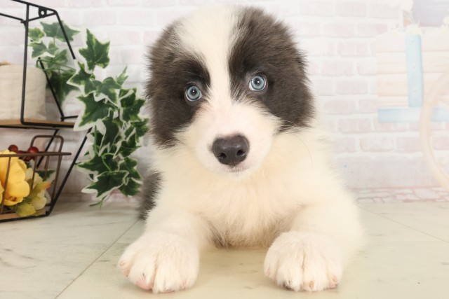 広島県のボーダーコリー (Coo&RIKU福山店/2025年6月8日生まれ/男の子/ブルーホワイト)の子犬
