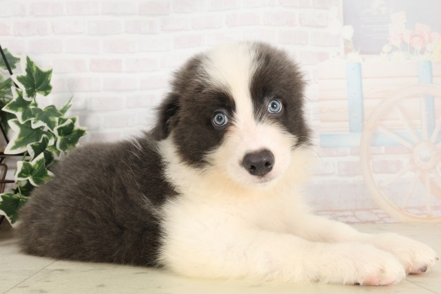 広島県のボーダーコリー (Coo&RIKU福山店/2025年6月8日生まれ/男の子/ブルーホワイト)の子犬の2枚目の画像