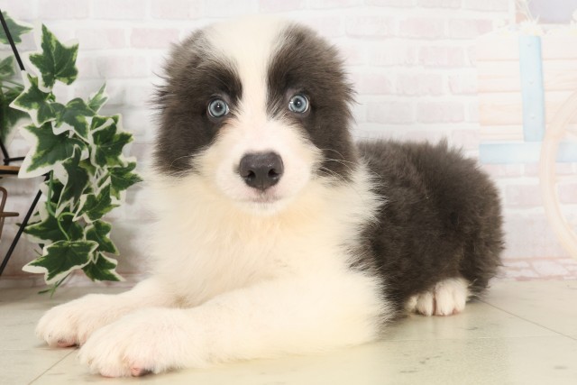 広島県のボーダーコリー (Coo&RIKU福山店/2025年6月8日生まれ/男の子/ブルーホワイト)の子犬の3枚目の画像