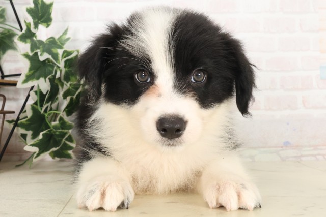 岡山県のボーダーコリー (Coo&RIKU岡山店/2025年6月8日生まれ/女の子/ブラックホワイト)の子犬の1枚目の画像