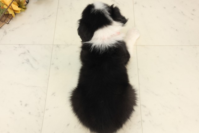 岡山県のボーダーコリー (Coo&RIKU岡山店/2025年6月8日生まれ/女の子/ブラックホワイト)の子犬の4枚目の画像