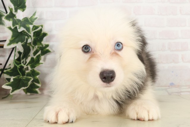 鹿児島県のボーダーコリー (Coo&RIKU鹿児島店/2025年6月8日生まれ/女の子/ブルーホワイト)の子犬の1枚目の画像