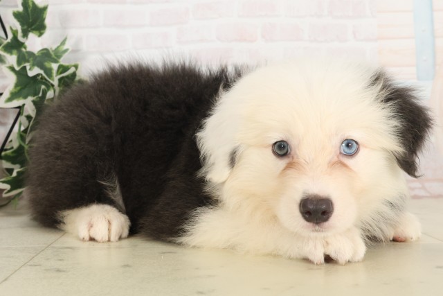 鹿児島県のボーダーコリー (Coo&RIKU鹿児島店/2025年6月8日生まれ/女の子/ブルーホワイト)の子犬の2枚目の画像