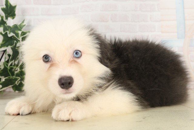 鹿児島県のボーダーコリー (Coo&RIKU鹿児島店/2025年6月8日生まれ/女の子/ブルーホワイト)の子犬の3枚目の画像