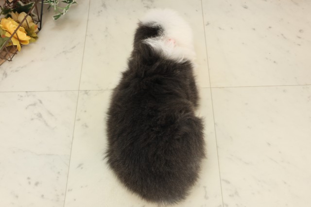 鹿児島県のボーダーコリー (Coo&RIKU鹿児島店/2025年6月8日生まれ/女の子/ブルーホワイト)の子犬の4枚目の画像