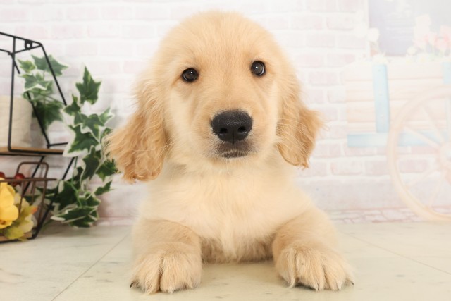 広島県のゴールデンレトリバー (Coo&RIKU福山店/2025年6月2日生まれ/男の子/ゴールデン)の子犬の1枚目の画像