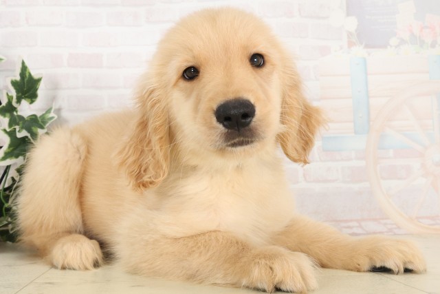 広島県のゴールデンレトリバー (Coo&RIKU福山店/2025年6月2日生まれ/男の子/ゴールデン)の子犬の2枚目の画像